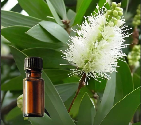 Cajuput Essential Oil