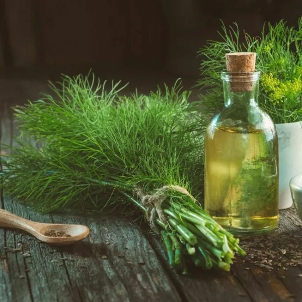 Fennel seed oil